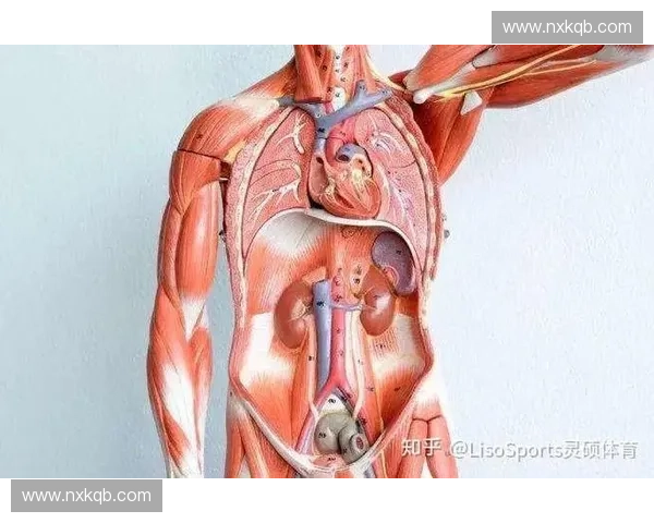体育教练如何科学提升运动员体能与竞技水平的实用指南